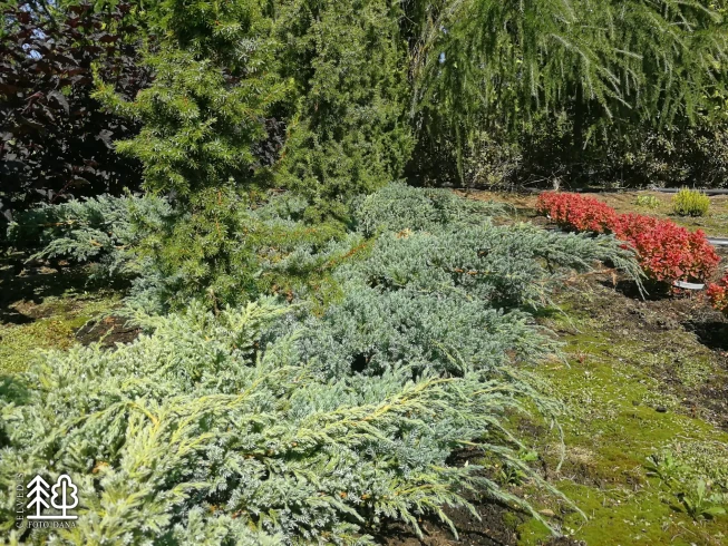 Juniperus squamata   'Blue Carpet'